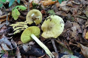 Tricholoma equestre (5).jpg